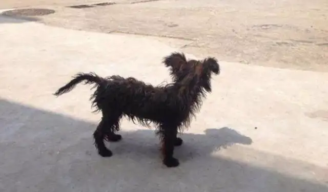 The stray dog was always at the door, and the netizens insisted on it