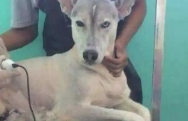 Take the dog to the pet store and shave it. Gas