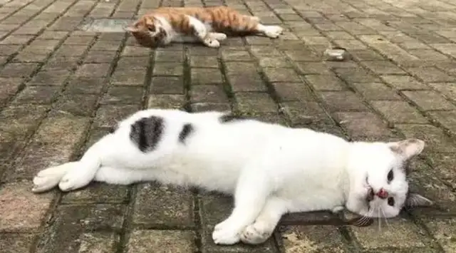 It's illegal for a person to buy a pet from abroad, except a cat dog