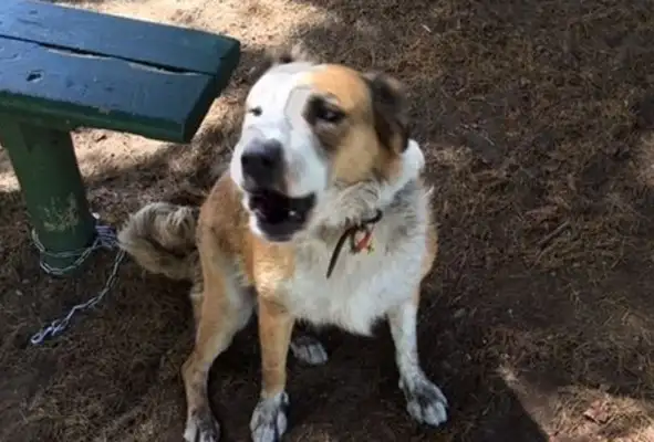 Nine years after Queen's pet dog was separated, he was reunited with his master