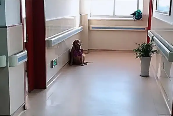 The master has cancer, the dog sits in front of the ward, sees what's in his mouth, tears