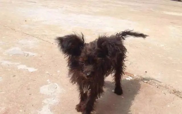 The stray dog was always at the door, and the netizens insisted on it
