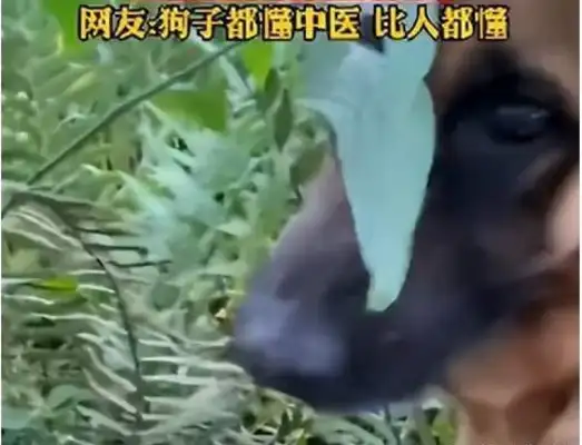 When the dog got hit by a car, he found his own herbs