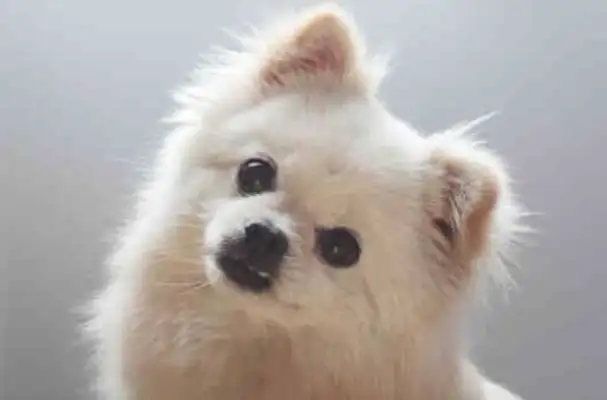 Why does the master talk to the dog, the dog keeps looking at it!