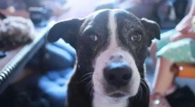 For every moment with the dog, Master Loki tells you this way