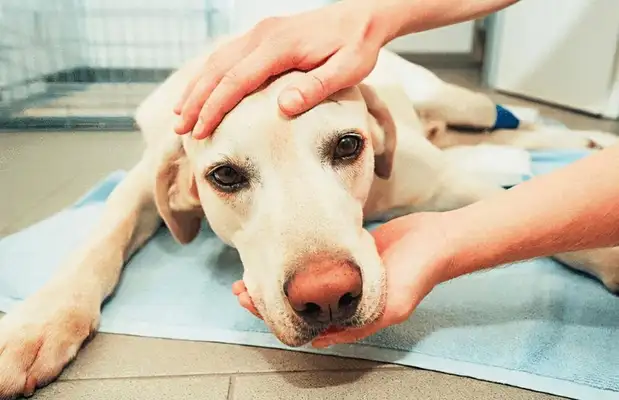 Dogs lack calcium and have six obvious symptoms in their bodies