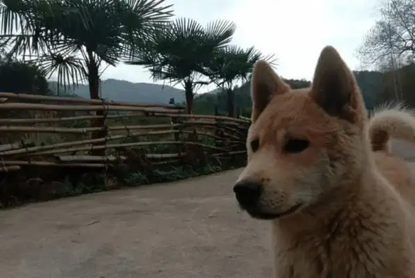 When the dog got hit by a car, he found his own herbs