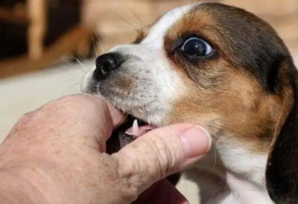 Why do dogs always bite the master's hand? I don't know why. I'm embarrassed to have dogs
