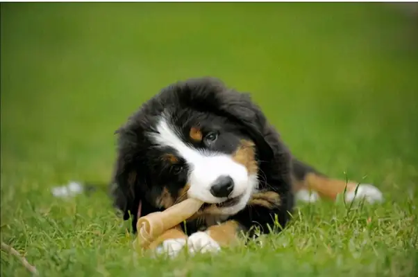 Dogs lack calcium and have six obvious symptoms in their bodies