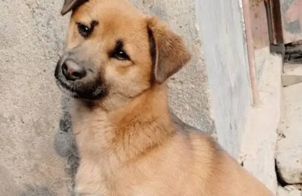 When the dog got hit by a car, he found his own herbs