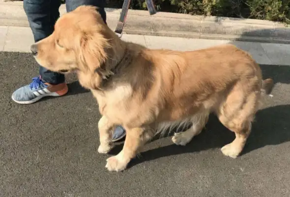 Dogs lack calcium and have six obvious symptoms in their bodies
