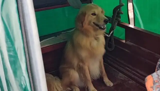 480 bucks of gold sold to the dog dealer, broke the rope, but the owner took it to the dog dealer
