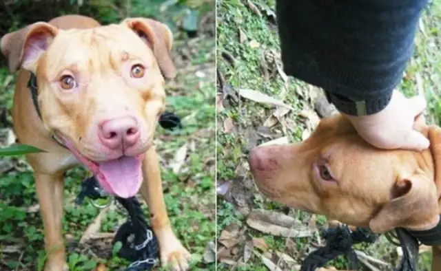 Kilongbitt placed a shelter and moved the guards to contact a very close family
