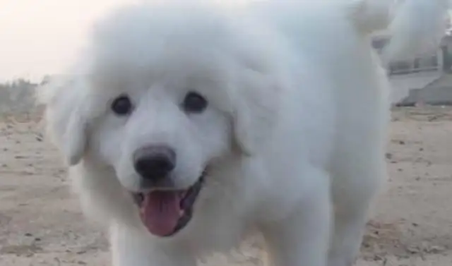 After the dog had been sterilized, the jumper committed suicide