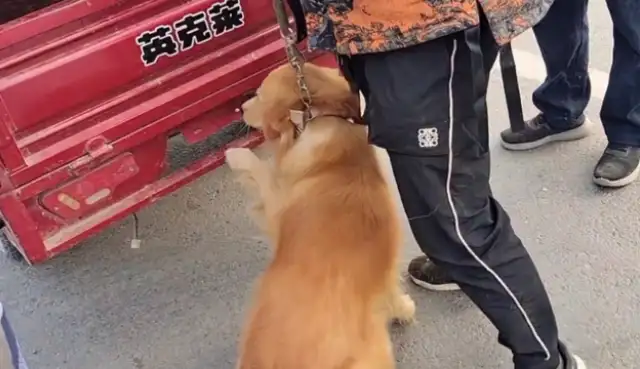 480 bucks of gold sold to the dog dealer, broke the rope, but the owner took it to the dog dealer