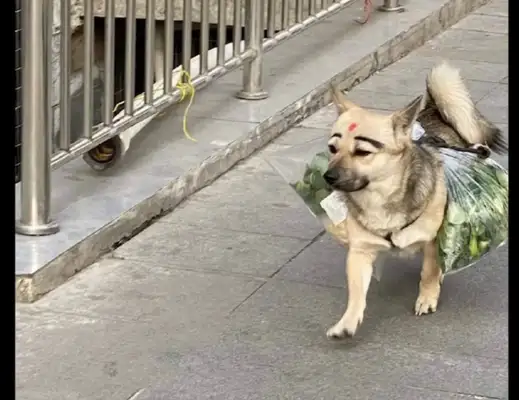 The dog helped the master with the pickle and I laughed at its face! Dogs: It's a beautiful make-up