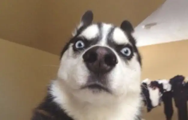 The master is capable of beating dogs. Why do dogs never fight? Doctor pet: You've always had a lot of influence in your eyes