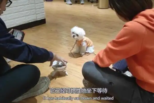 The cute little dog showed the sights: the Marzith dog was madly fed, biting people for dozens of times and then being subdued