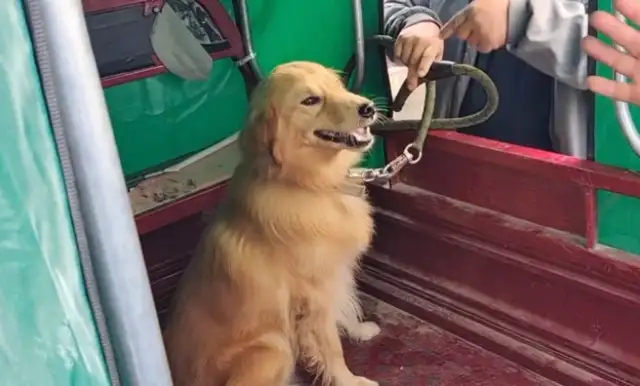 480 bucks of gold sold to the dog dealer, broke the rope, but the owner took it to the dog dealer