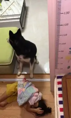 The dog saw the little master sleeping on the ground, and the next thing I know, it was a little bit of a move. Warm