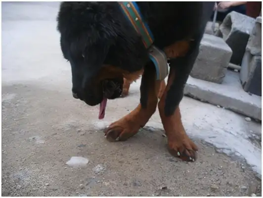 Dogs lack calcium and have six obvious symptoms in their bodies