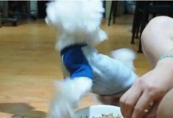 The cute little dog showed the sights: the Marzith dog was madly fed, biting people for dozens of times and then being subdued