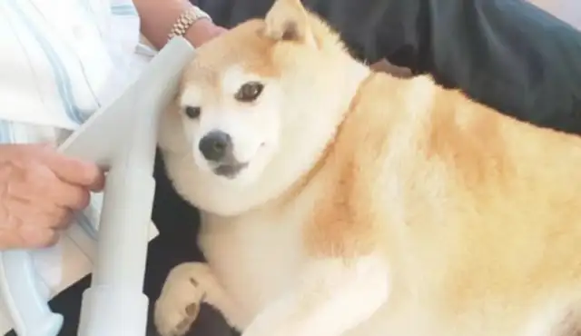 The dog's body is too fat, but his face is still small
