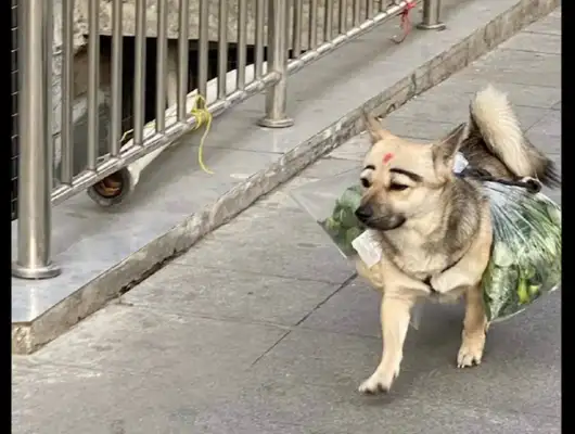 The dog helped the master with the pickle and I laughed at its face! Dogs: It's a beautiful make-up