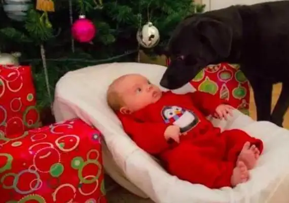If the dog wants to get in touch with the little master, it'll be rejected
