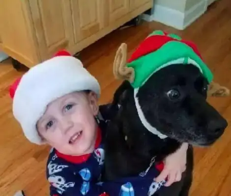 If the dog wants to get in touch with the little master, it'll be rejected