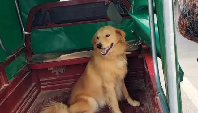 480 bucks of gold sold to the dog dealer, broke the rope, but the owner took it to the dog dealer