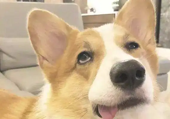 The pup and the little master raced, and the dog accidentally kicked him down and his grandfather laughed away