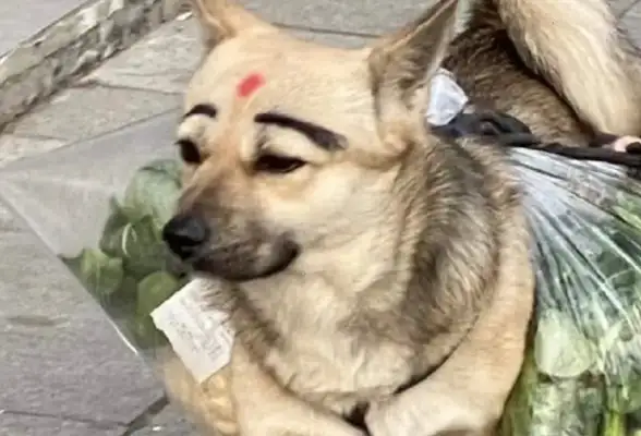 The dog helped the master with the pickle and I laughed at its face! Dogs: It's a beautiful make-up