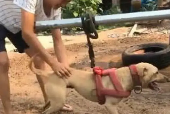 He's laughing at the way he's trying to make a dog more resistant