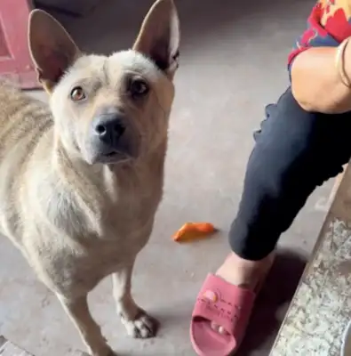 The master hasn't come home for too long. The dog doesn't recognize her