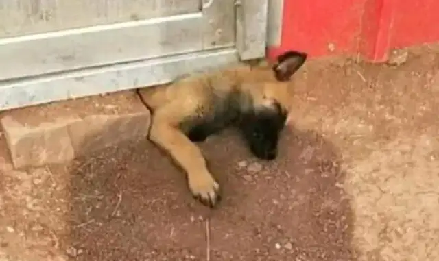 Do you know how hard your dog works to get out of here