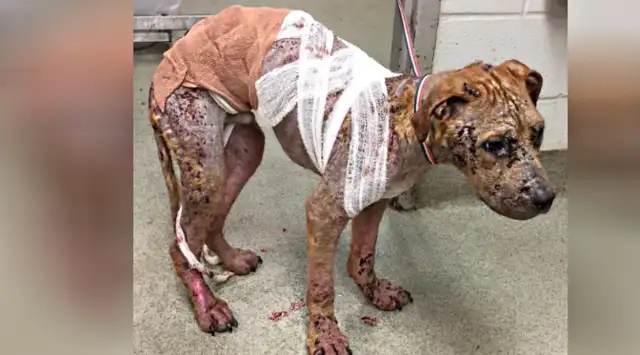 Seeing the dog's heart broken, it's like garbage