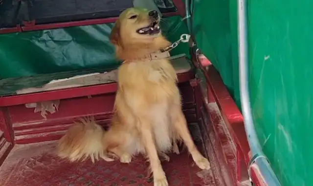 480 bucks of gold sold to the dog dealer, broke the rope, but the owner took it to the dog dealer