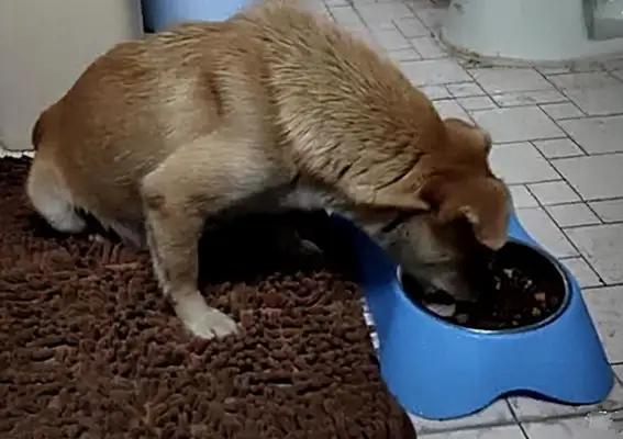 The stray dog was chasing the electric car. The girl thought it was for adoption