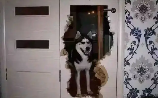 Do you know how hard your dog works to get out of here