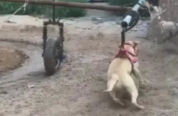 He's laughing at the way he's trying to make a dog more resistant