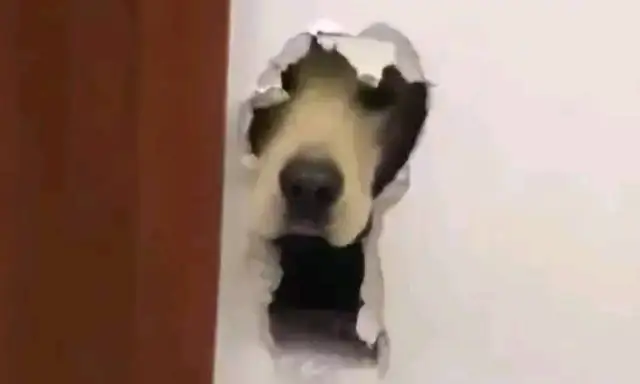 Do you know how hard your dog works to get out of here