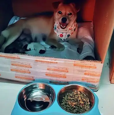 The stray dog was chasing the electric car. The girl thought it was for adoption