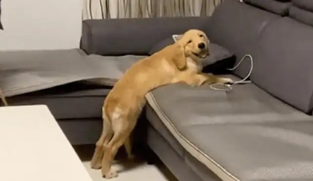 Daddy wants to punish the wrong dog. He's on the couch with his tail on his back, but he's smiling