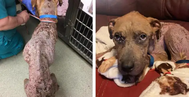 Seeing the dog's heart broken, it's like garbage