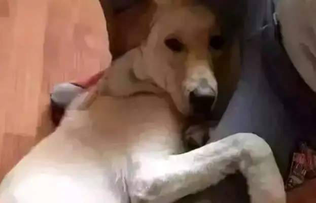 Do you know how hard your dog works to get out of here