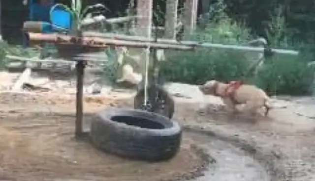 He's laughing at the way he's trying to make a dog more resistant