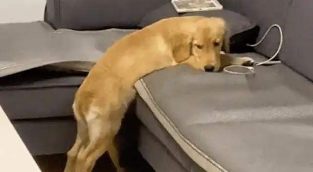 Daddy wants to punish the wrong dog. He's on the couch with his tail on his back, but he's smiling
