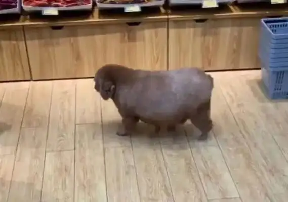 When I met a dog at the supermarket, I almost laughed when I came closer: thought it was a pet pig