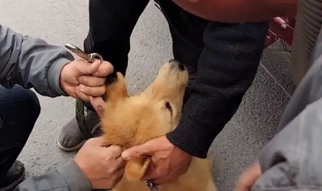 480 bucks of gold sold to the dog dealer, broke the rope, but the owner took it to the dog dealer
